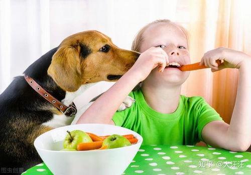 娱乐吃瓜菌狗狗视频