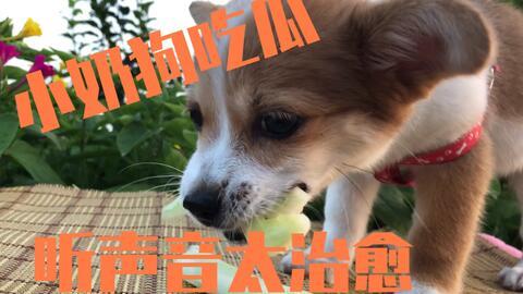 娱乐吃瓜菌狗狗视频