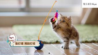 娱乐吃瓜酱不如猫,揭秘娱乐圈幕后那些事儿